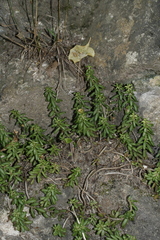Sedum album
