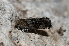 Tebenna gnaphaliella