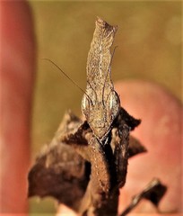 Phyllocrania