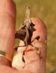 Phyllocrania