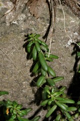 Sedum album