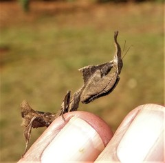 Phyllocrania