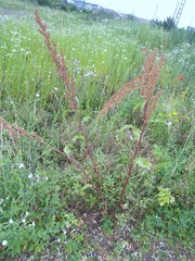 Rumex