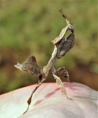 Phyllocrania