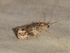 Olethreutes appendiceum