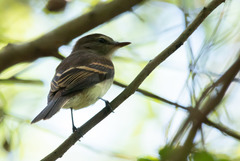 Cnemotriccus fuscatus