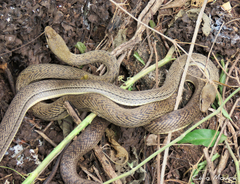 Philodryas nattereri