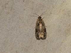 Olethreutes appendiceum