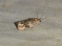 Olethreutes appendiceum