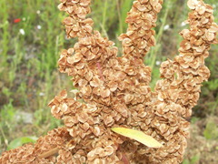 Rumex