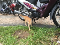 Felis catus