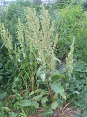 Rumex