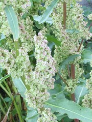Rumex