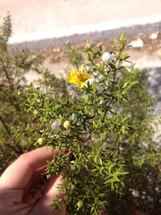 Larrea tridentata