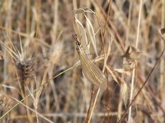 Myrmecaelurus trigrammus