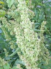Rumex