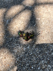 Lucilia sericata
