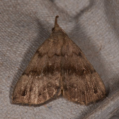 Phalaenostola eumelusalis