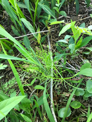 Ptilimnium ahlesii