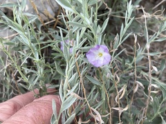 Evolvulus nuttallianus