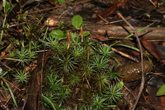 Dawsonia longiseta
