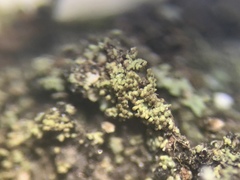 Rinodina chrysidiata