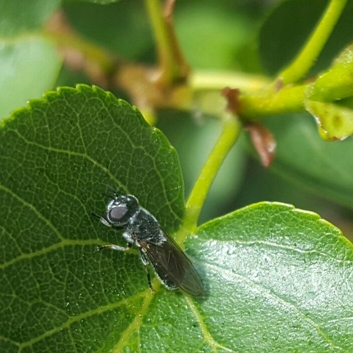 Heringia heringi