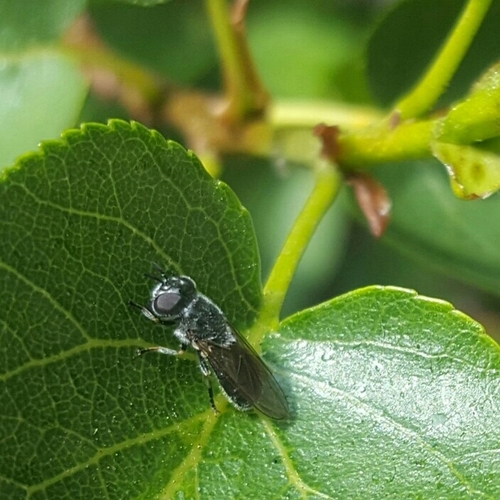 Heringia heringi