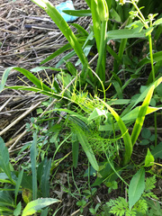 Ptilimnium ahlesii