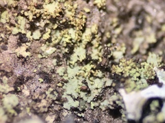 Rinodina chrysidiata