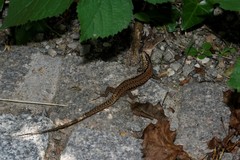 Podarcis muralis