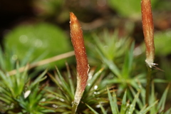 Dawsonia longiseta