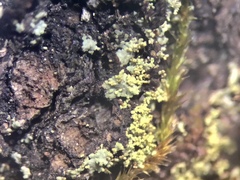 Rinodina chrysidiata