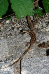Podarcis muralis