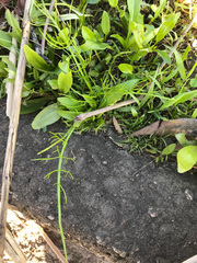 Ptilimnium ahlesii
