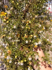 Larrea tridentata