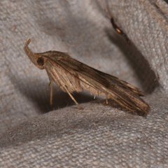 Phalaenostola eumelusalis