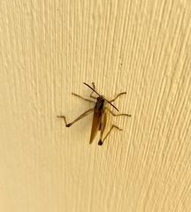 Pseudochorthippus curtipennis