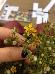 Larrea tridentata