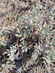 Krascheninnikovia lanata