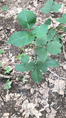 Toxicodendron radicans