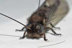 Ululodes quadripunctatus