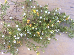 Larrea tridentata