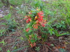Bouvardia ternifolia