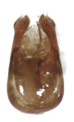 Gastrobothrus abdominalis