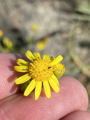 Senecio litorosus