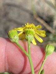Senecio litorosus