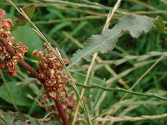 Rumex × acutus