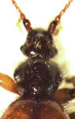 Gastrobothrus abdominalis