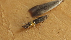 Cosmopterix pulchrimella